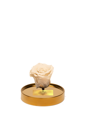 cam-fanusta-beyaz-xl-solmayan-gul-g-1-2